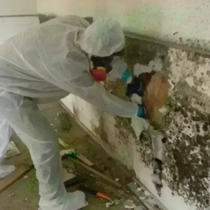 Mold Remediation and Removal in Jefferson, NC